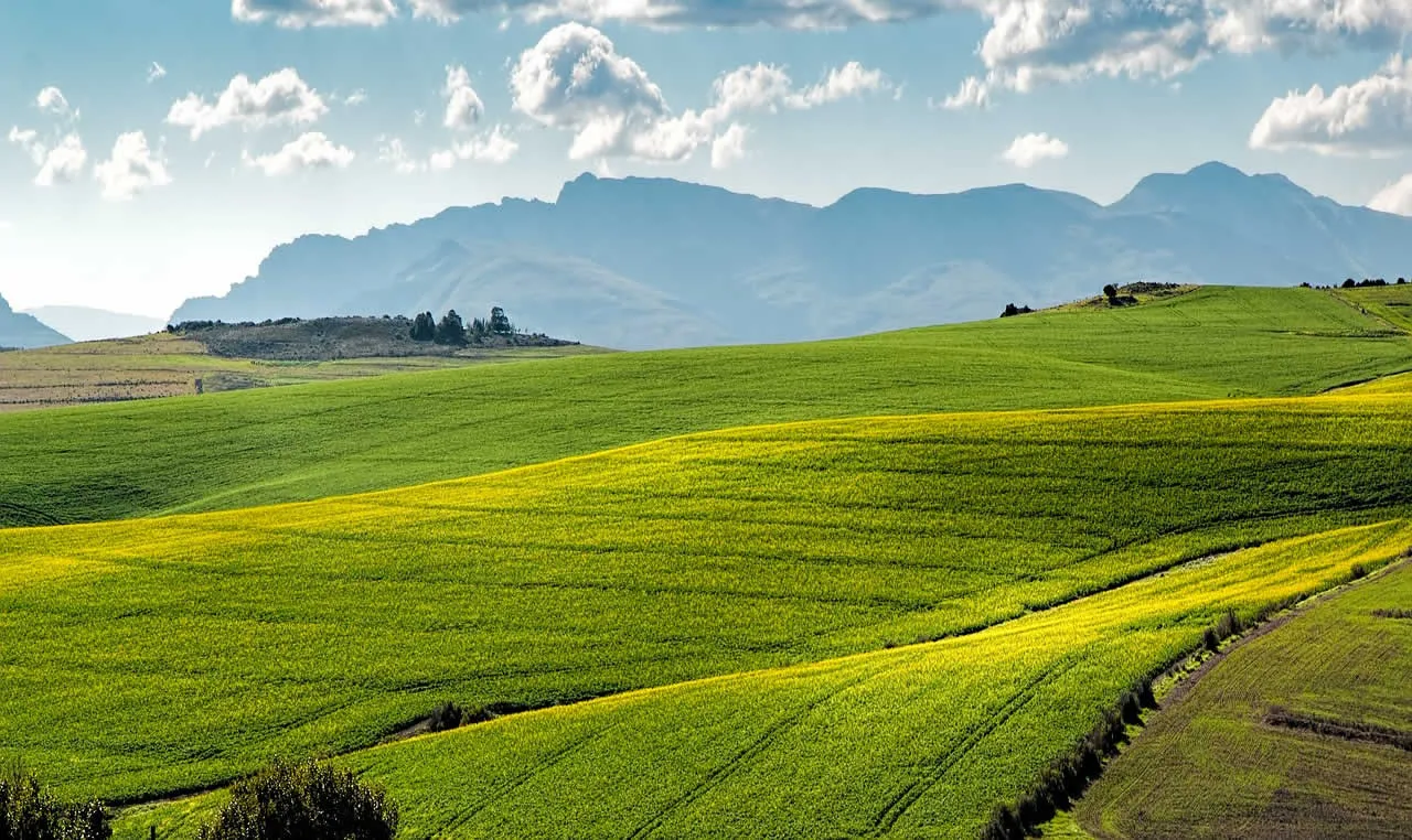 Agricoltura Agricoltura